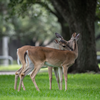 JSC Wildlife 2020 - NASA/James Blair