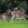 JSC Wildlife 2020 - NASA/James Blair