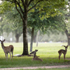 JSC Wildlife 2020 - NASA/James Blair