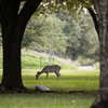 JSC Wildlife 2020 - NASA/James Blair