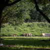 JSC Wildlife 2020 - NASA/James Blair