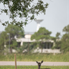 JSC Wildlife 2020 - NASA/James Blair