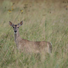 JSC Wildlife 2020 - NASA/James Blair