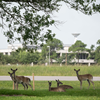 JSC Wildlife 2020 - NASA/James Blair