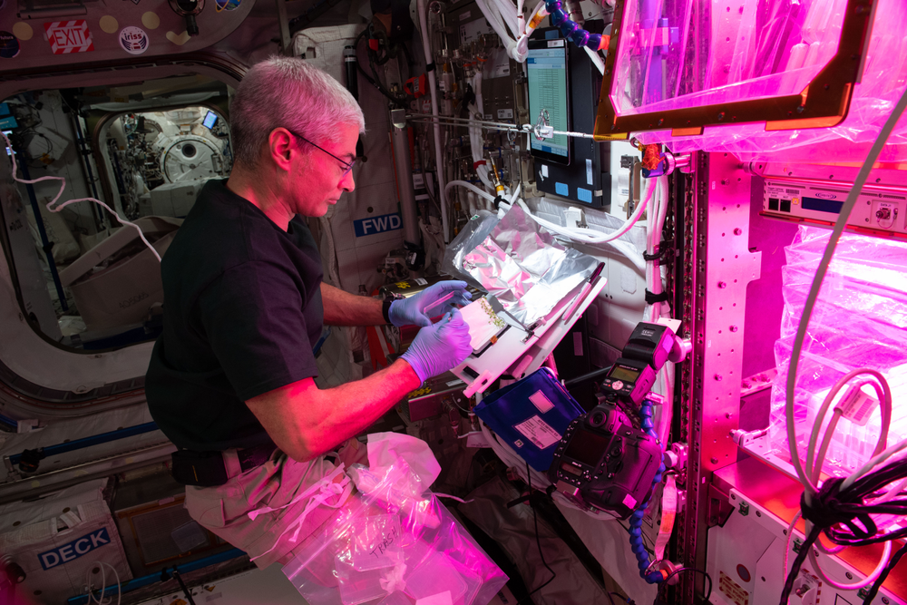 A person in a microgravity laboratory wearing gloves and looking down at an experiment. He is wearing a black shirt and tan shorts.