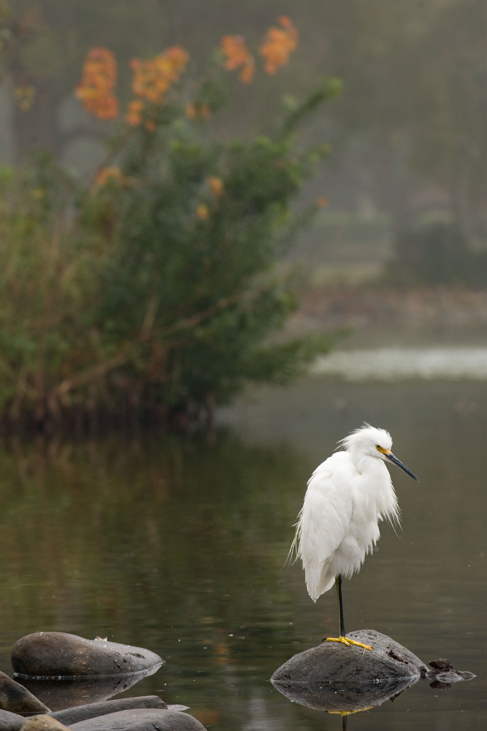 A White Great Egret in Breeding Plumage Stands and Poses at Bombay Hook NWR  in Delaware. This Regal Bird is a Summer Resident of the Area. -  Canada