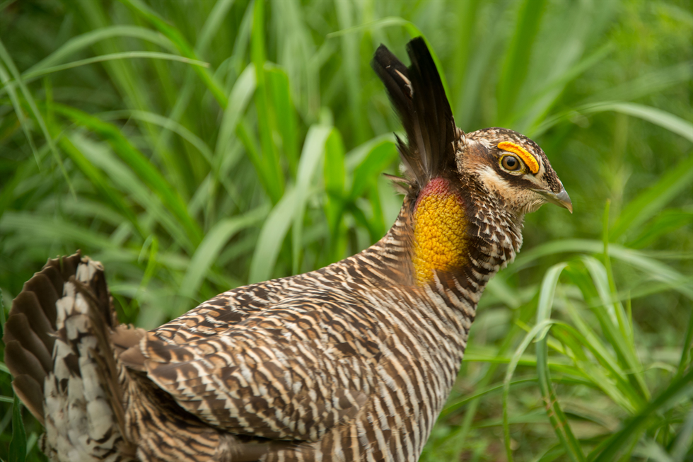 A male Attwater’s prairie chicken prepares to begin its breeding “booming” display in a Houston Zoo breeding facility at Johnson Space Center. Image Credit: NASA/Lauren Harnett