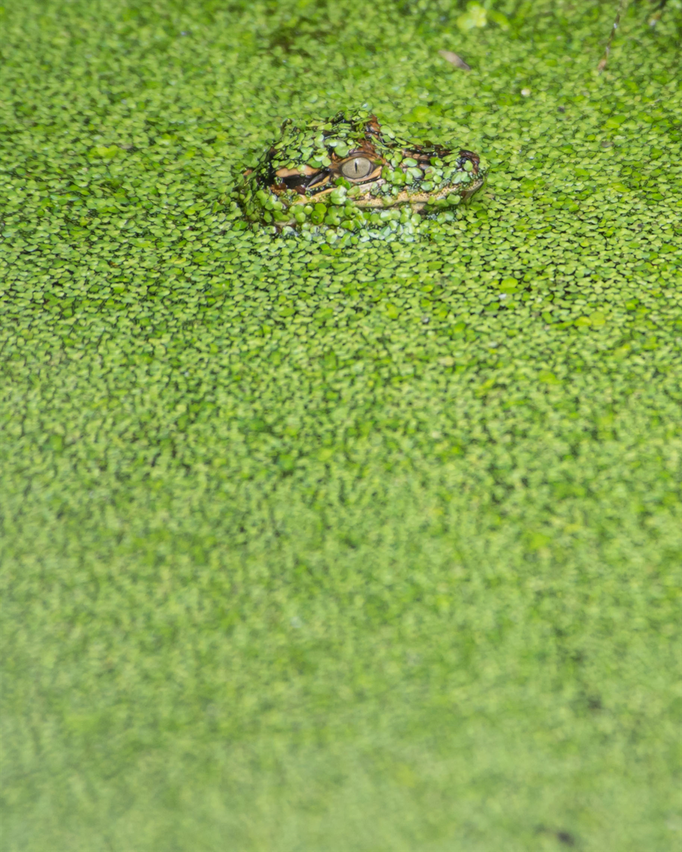 American alligator at JSC