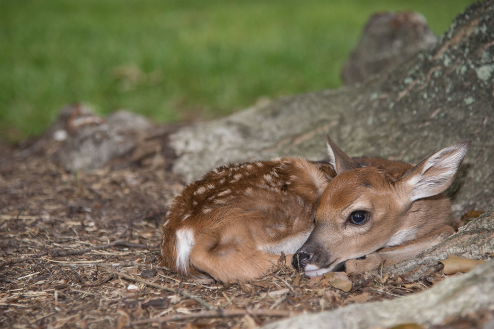 fawn