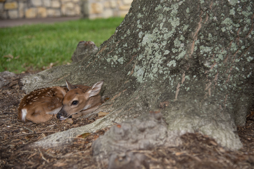 baby fawn