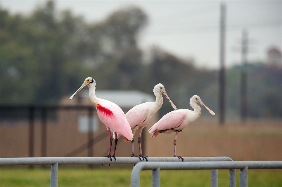 Roseate spoonbills 