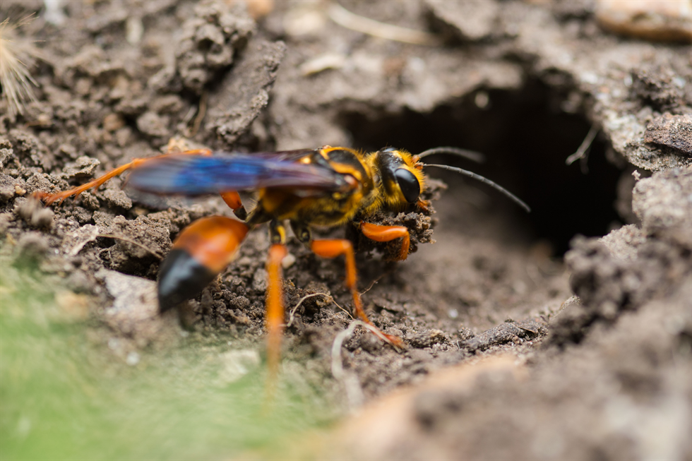 golden digger wasp 