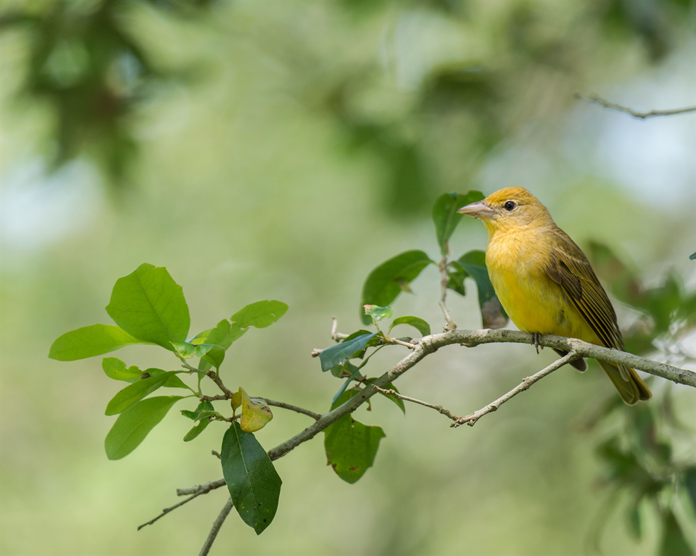 female summer tanager 