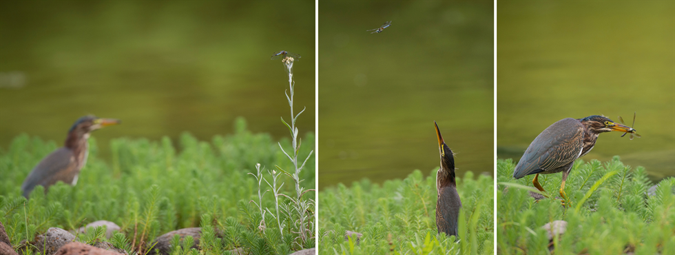 green heron 