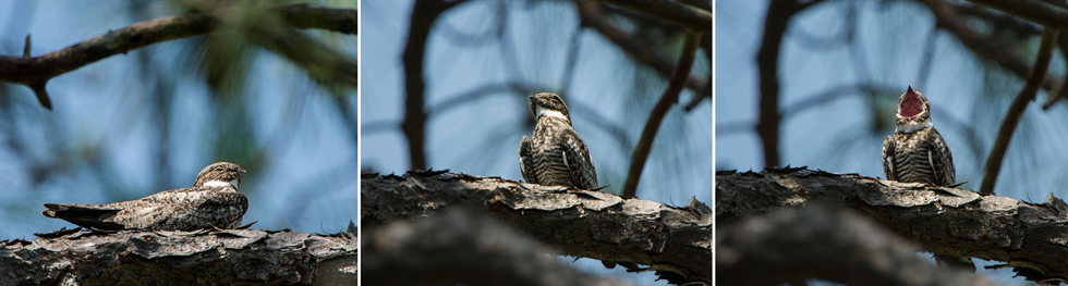 nighthawk at JSC