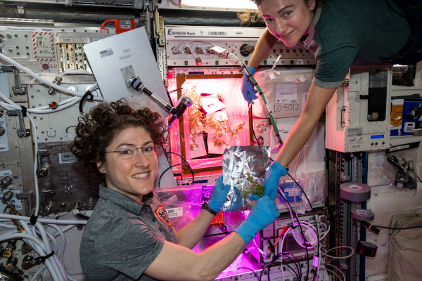 NASA astronauts Christina Koch and Jessica Meir harvested Mizuna mustard greens on Thanksgiving Day 2019 inside the VEGGIE facility for the Veg-04B experiment. Credits: NASA