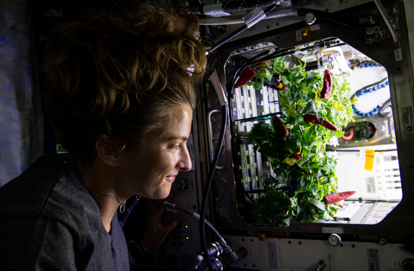 NASA astronaut and Expedition 66 Flight Engineer Kayla Barron checks out chile peppers growing inside the International Space Station’s Advanced Plant Habitat before they were harvested for the Plant Habitat-04 space botany experiment. Credits: NASA