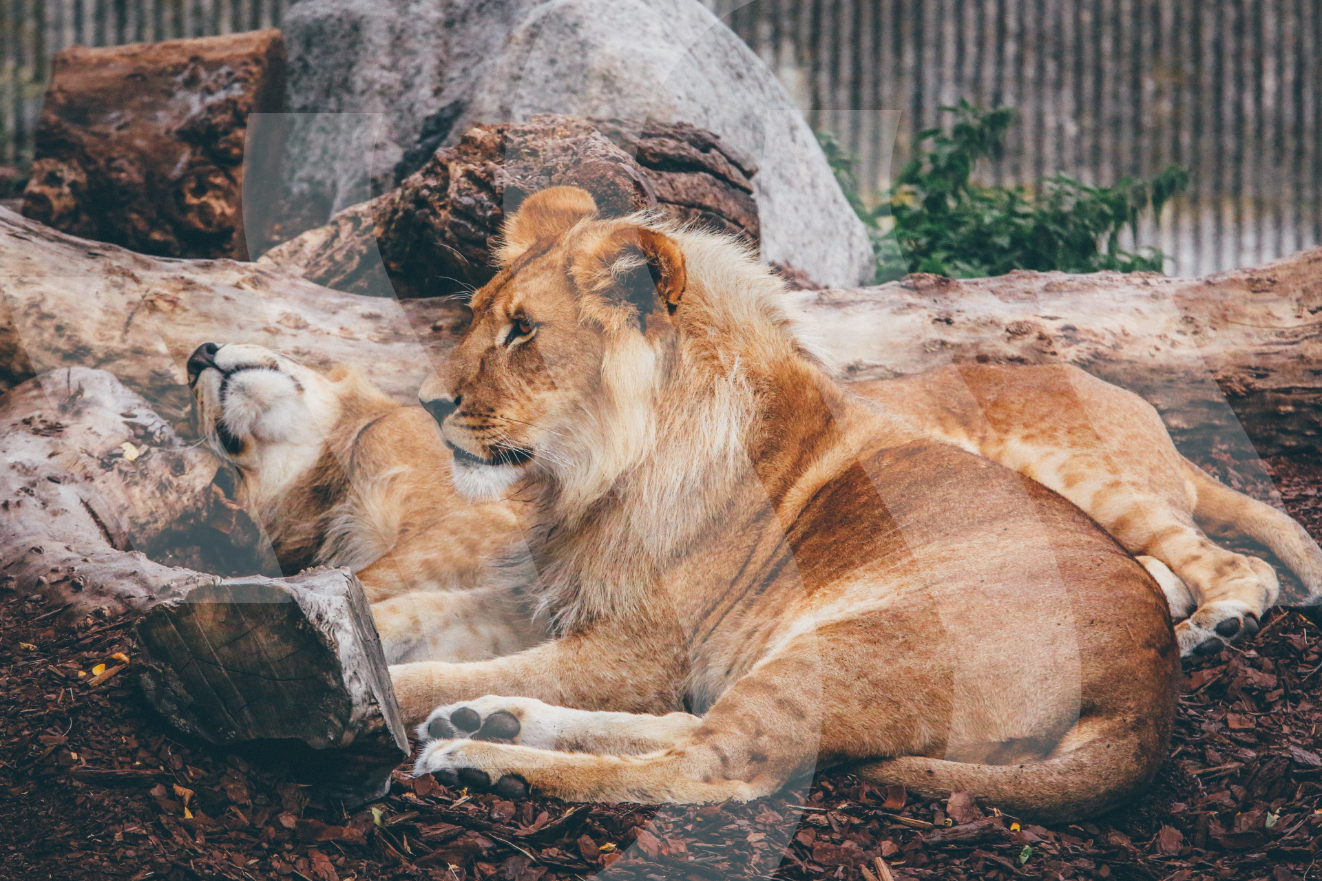 Two Lions Sitting and Sleeping