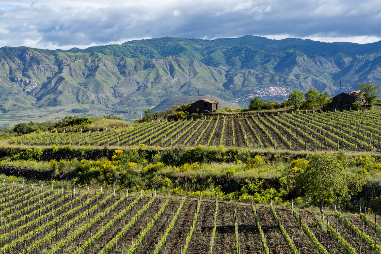 Southern Italian Wine Fields