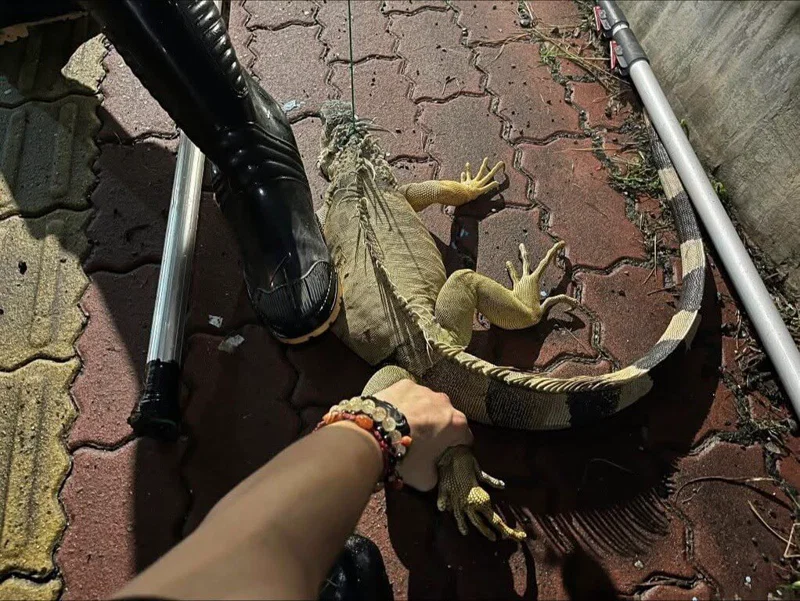 🦎 【抓綠鬣蜥換獎勵】高雄祭出「除害」新招！憑證捕獲成體綠鬣蜥，每隻可換 300 元禮券