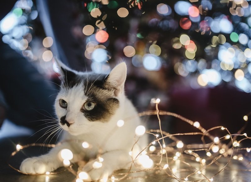 New chapter for Matthew Rubin at Tractor Supply Company as he takes on key digital role at Petsense
