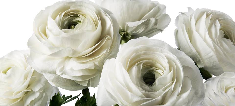 FlowerBx looks to expand across the Atlantic