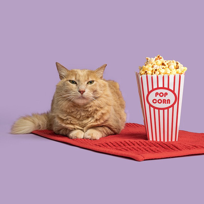 Pet food and supplies specialist Fressnapf | Maxi Zoo selects RELEX Solutions supply chain tech