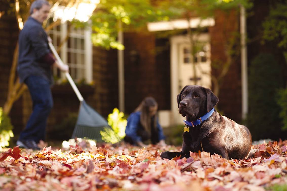PetSmart keeps the faith with Revionics