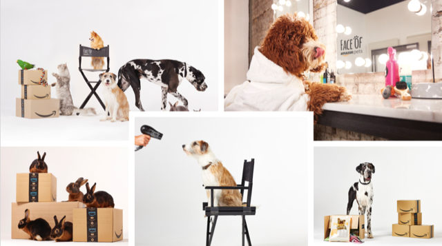Amazon on the hunt for paw-some UK pets