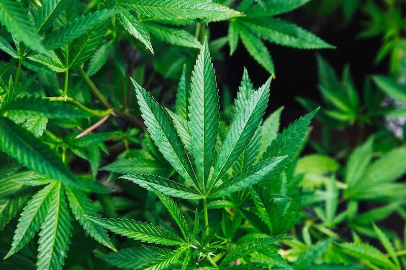 Beyond Indica and Sativa: the future of cannabis classification