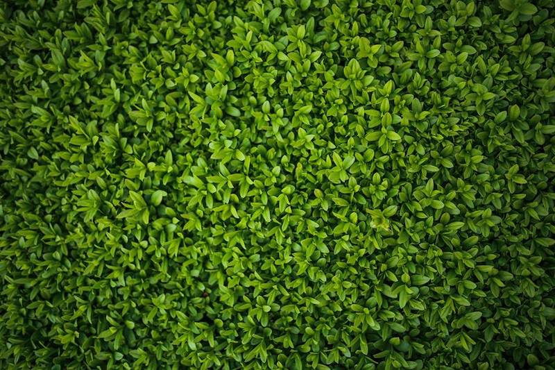 NoBlue implements NetSuite system for ecoHarmony