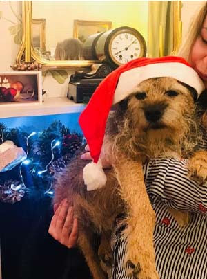 OnBuy.com predicts a petastic Christmas