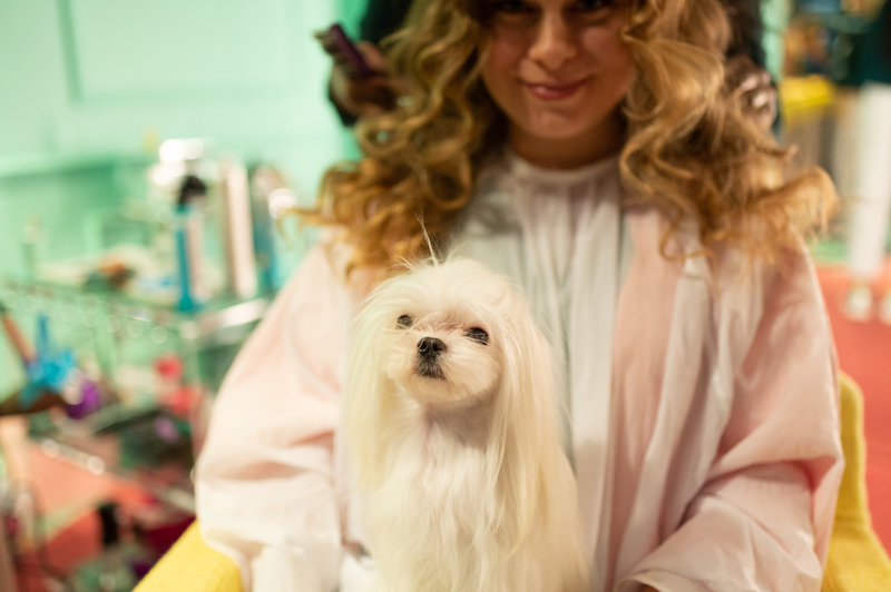 Klarna preps London pup-up store launch