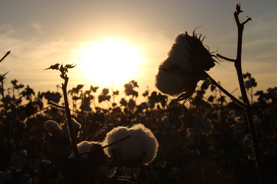Fashion brands must strive for true visibility into cotton supply chain