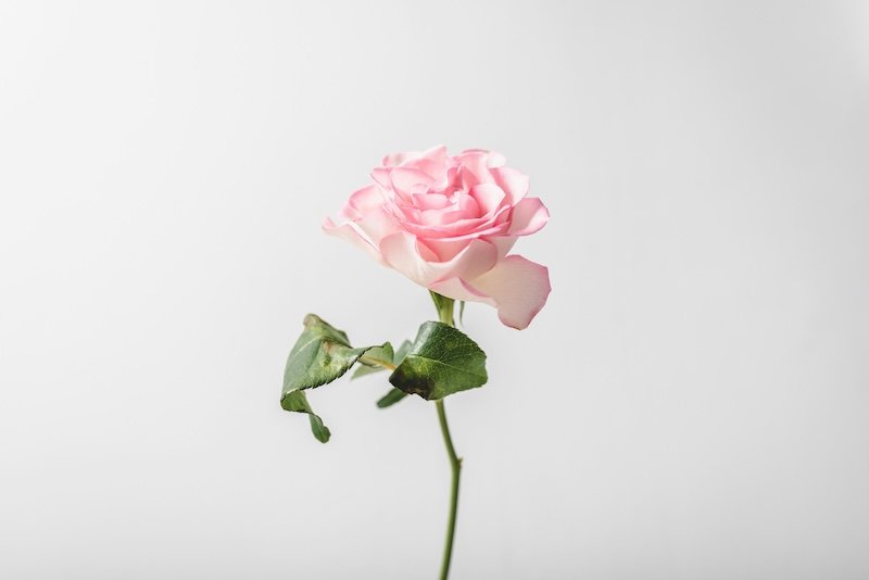 Pink roses delivery in London: send beautiful pink roses for any occasion