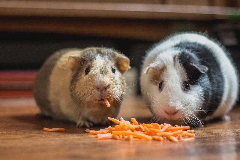 Clearpay research: Tradition loving Brits prioritise pets over partners when buying Christmas 2023 presents