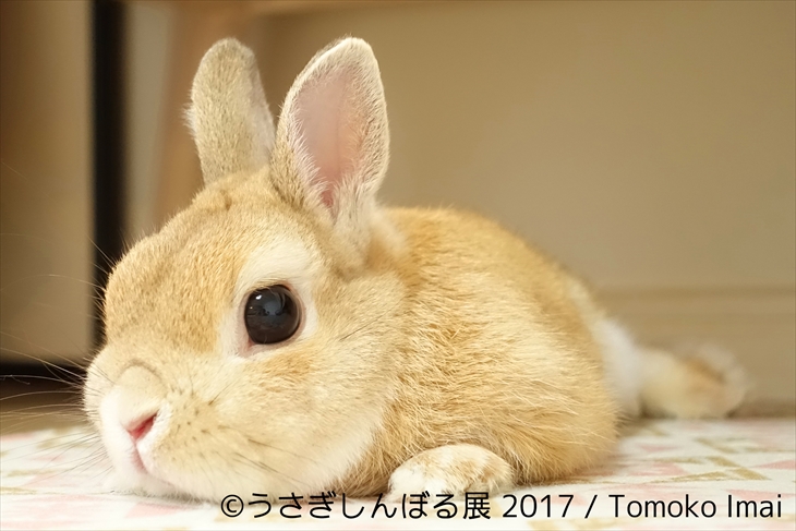 うさぎしんぼる展 2017