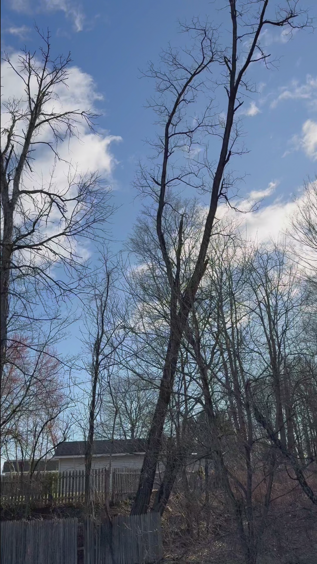 video at Pleasant Valley, NY on Apr 09, 2025: Two problematic trees on the left side of the driveway were effectively dropped and processed. We c video at Pleasant Valley, NY on Apr 09, 2025: Two problematic trees on the left side of the driveway were effectively dropped and processed. We c