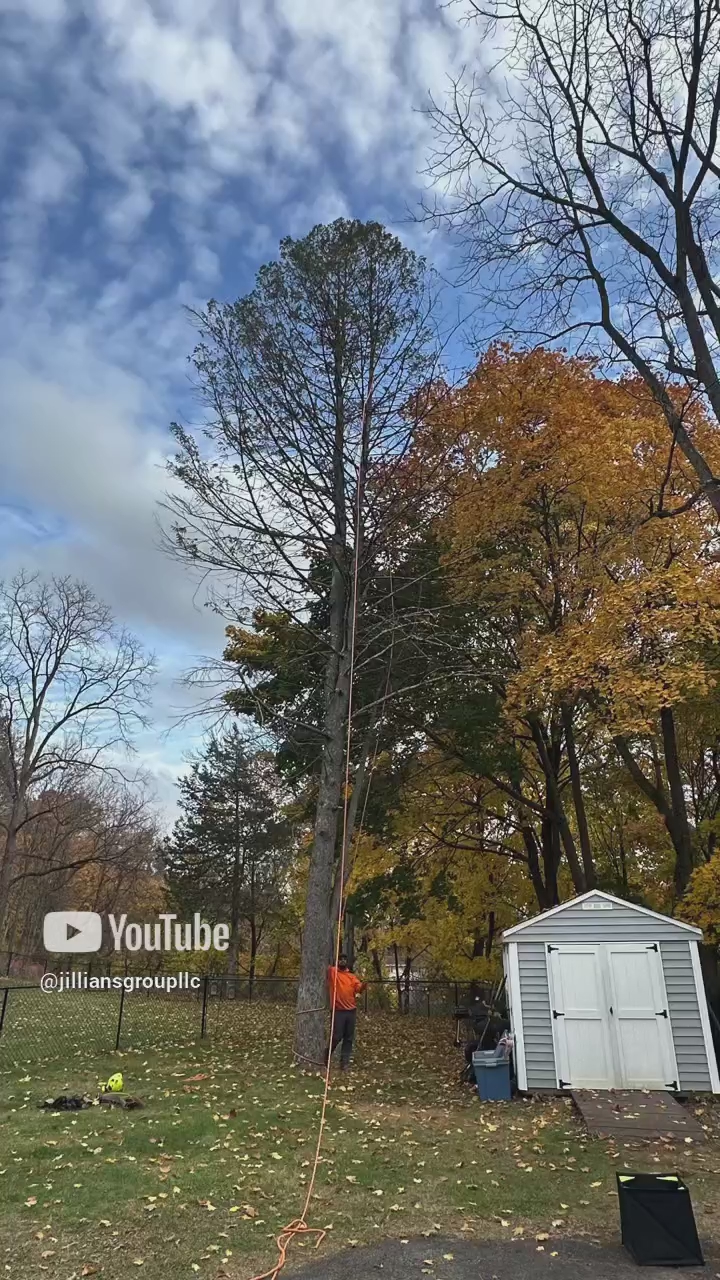 video at Poughkeepsie, NY on Nov 06, 2024: A customer from Poughkeepsie New York contacted Jillian’s Group LLC as they had a spruce tree at th video at Poughkeepsie, NY on Nov 06, 2024: A customer from Poughkeepsie New York contacted Jillian’s Group LLC as they had a spruce tree at th