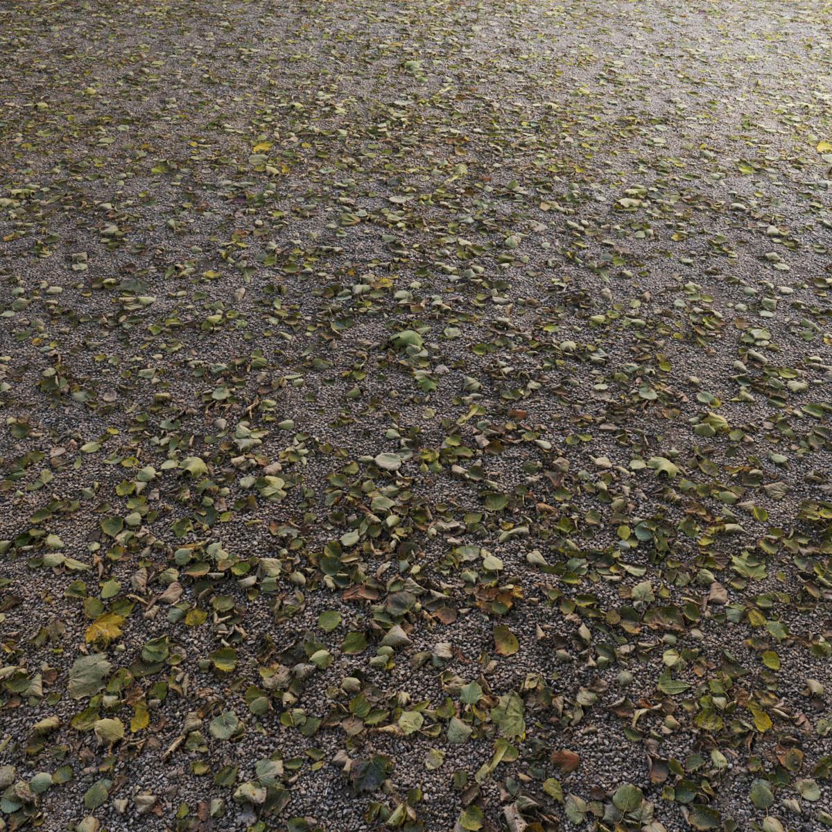 AUTUMN-LEAVES-LINDEN-WITH-GRAVEL