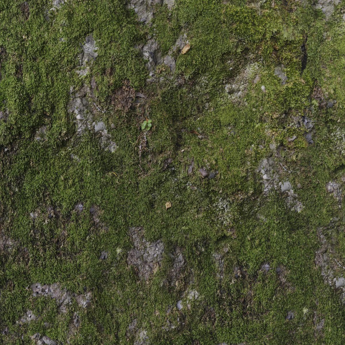 ROCK-WITH-MOSS