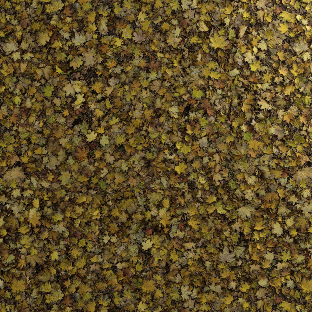 AUTUMN-LEAVES-YELLOW-DRY-MAPLE