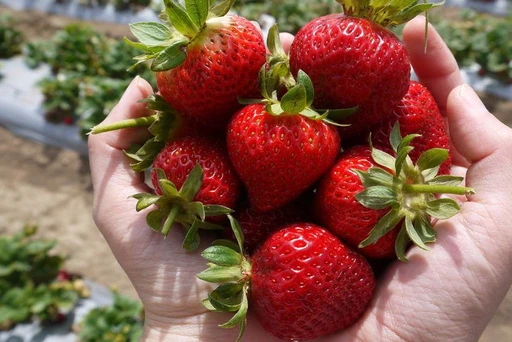 6 Best Farms To Go Strawberry Picking Around Miami
Pick your way around Miami and beyond at these picture-perfect spots once strawberry season rolls around! 🍓
1. Knaus Berry Farm, Homestead
Where: 15980 SW 248th St, Homestead, FL 33031
2. The Berry Farms, Redland
Where: 13720 SW 216th St, Miami, FL 33170
3. Strawberry Fields of Kendall, multiple locations
4. Martha’s U-Pick, Redland
Where: 15701 SW 177th Ave, Miami, FL 33187
5. Family Farms, Davie
Where: 14950 SW 14th St, Davie, FL 33326
6. Bedner’s Farm, Boynton Beach
Where: 10066 Lee Rd, Boynton Beach, FL 33473
So there you have it, Miami! These are the best berry-picking options around the city. Just be sure to double check with the farms for updated hours and the status of their strawberries before you head out!
