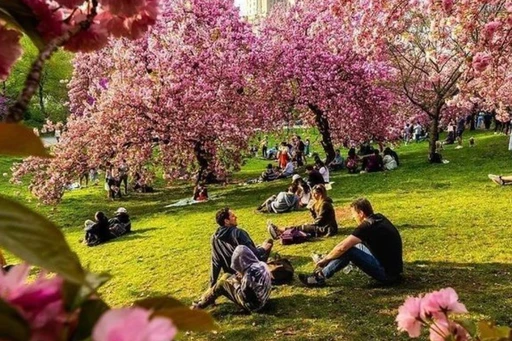 The Magic of Spring in the Big Apple 🌺 Share these magical moments with your friends 📸👫.
Rediscover the beauty of the city through its parks and promenades with a thousand colors.
Central Park 🌳, a real green lung, is dressed in flowers and shimmering colors. Stroll among the cherry blossoms and bright tulips, and breathe in the intoxicating scent of spring.
Explore New York's other green gems 🍃 such as Prospect Park, Battery Park, and the Brooklyn Botanic Garden, and take in their floral displays.
Stroll along the Hudson River 🌊, and take in nature at its finest.
Don't miss the charming Roosevelt Island 🏝, a true oasis of tranquility offering a breathtaking view of the Manhattan skyline.