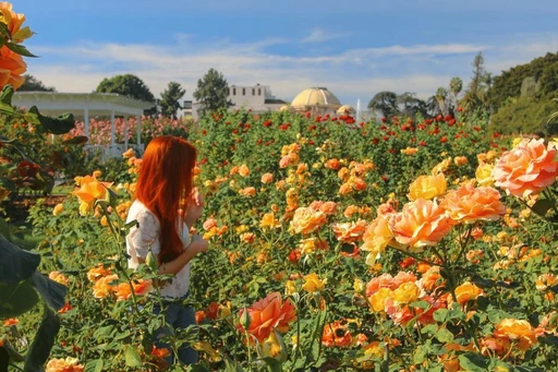 Explore Los Angeles' outdoors without spending a dime this season!
The Exposition Park Rose Garden is one of the most beloved gems in Los Angeles. It's home to over 20,000 flowers!
Located adjacent to the Natural History Museum, this lush garden features thousands of rose bushes in various colors and varieties, making it a photographer’s paradise and an ideal spot for a peaceful stroll or picnic. The garden is free to enter and open to the public daily, offering a serene escape from the bustling city life.