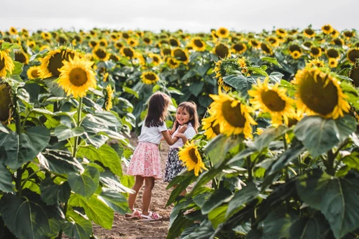 Wander through swathes of vivid sunflowers at the farm near L.A.
Explore a dazzling sea of sunflowers at these gorgeous sunflower farms and fields near Los Angeles, a truly breathtaking experience!
Underwood Family Farm is a family-owned farm gives Angelenos an excellent reason for a day trip for more simple (but extremely pleasant) pursuits throughout the year. They have an extensive list of vegetable crops available for picking each season, making you question whether you need to step foot in a grocery store again.
However, every table of delicious, fresh-as-it-gets produce needs a vase of freshly picked flowers to go with it. You can pick your own sunflowers daily, with each holding up to 2,000 seeds that can be dried, roasted, and eaten.
