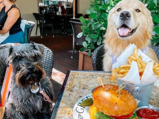 Bring your furry fiends along to brunch this weekend!
It’s not uncommon to find sweet pooches accompanying their owners for weekend brunch in GreenStreet Cafe’s expansive patio.
Whether you’re at GreenStreet for an omelette or their Nutella-filled French toast, the best part about bringing your best friend along is that they’ll usually get a little treat of bacon slices or pieces of grilled chicken, as well as their own bowl of ice water.
