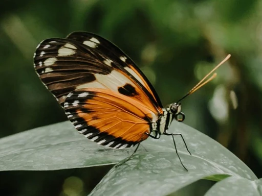 🦋THE ONLY BUTTERFLY GARDEN IN DALLAS
We know it’s hot outside, but don’t worry this 2-story butterfly house complex is indoors!✨
Butterfly House + Garden is a non-profit organization featuring butterflies from all over the world as well as garden trains and replica historic buildings, the snake & reptile shack, the 1936 historic World’s Fair Centennial House, an outdoor children’s playscape featuring a rock climbing wall, a rope bridge, sandbox, ponds and fountains!🍃🦋
Open daily 10AM - 5PM