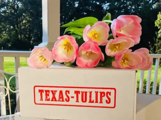 She’s backkkkk 💐
Texas-Tulips is reopening and I’ve already texted the group chat to make plans to go!! This is a tulip farm in Pilot Point Texas that is absolutely beautiful, and well worth the drive! 🌷
It took me about 90 min to get there from downtown Dallas, and we made it a fun date day! It costs $6 to enter, and each tulip costs $2.50 each, and you can pick as many as you’d like! ✨
🌟 THINGS TO CONSIDER BEFORE YOU GO! 🌟
Wear shoes that you can get dirty, especially if it has been raining! 🌧️
Scope out their IG to see when the tulips bloom best! If you go early in the season, the tulips haven’t fully bloomed yet, but they’re still great to take home and watch bloom! 🌺
Go early in the day if you can, especially if it’s hot! ☀️
