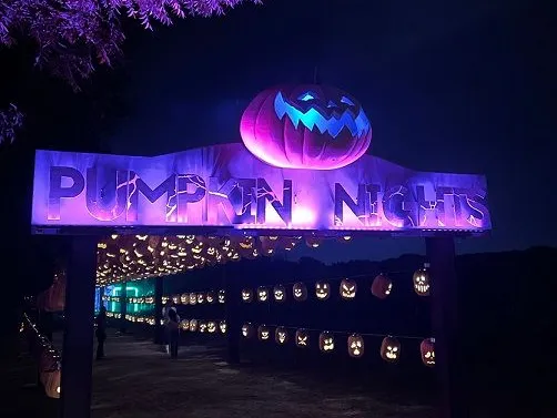 Pumpkin Nights was founded in 2016 at the Minnesota State Fairgrounds with a mission to showcase local artists and celebrate the most magical time of year without the gore and scares. Now, Pumpkin Nights runs through the month of October in many cities across the US.

At PUMPKIN NIGHTS, you will venture along a half-mile walking path, where you’ll discover the Forbidden City, a Pirate’s Cove, and more fantastical lands built using over 5,000 hand-carved real and artificial pumpkins. The celebration continues with entertainment and games in The Village, our festival area.


📍 Howell Farms 
🕑 9/19-10/31
💲 Tix start at $17, kids 3 & under are free